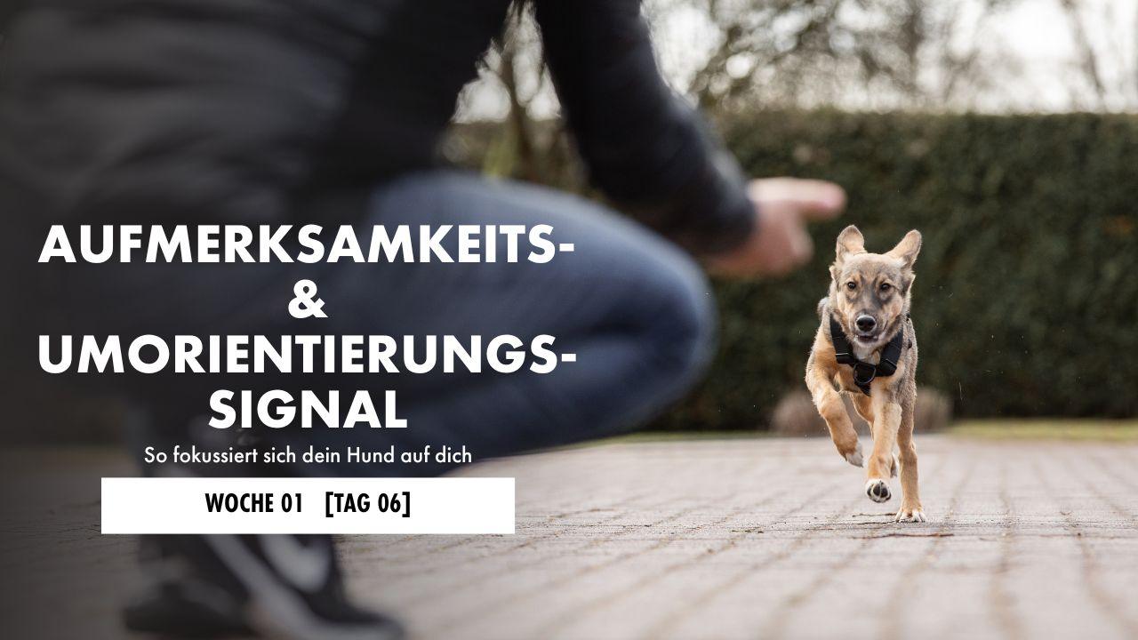 Hund liegt auf der Decke