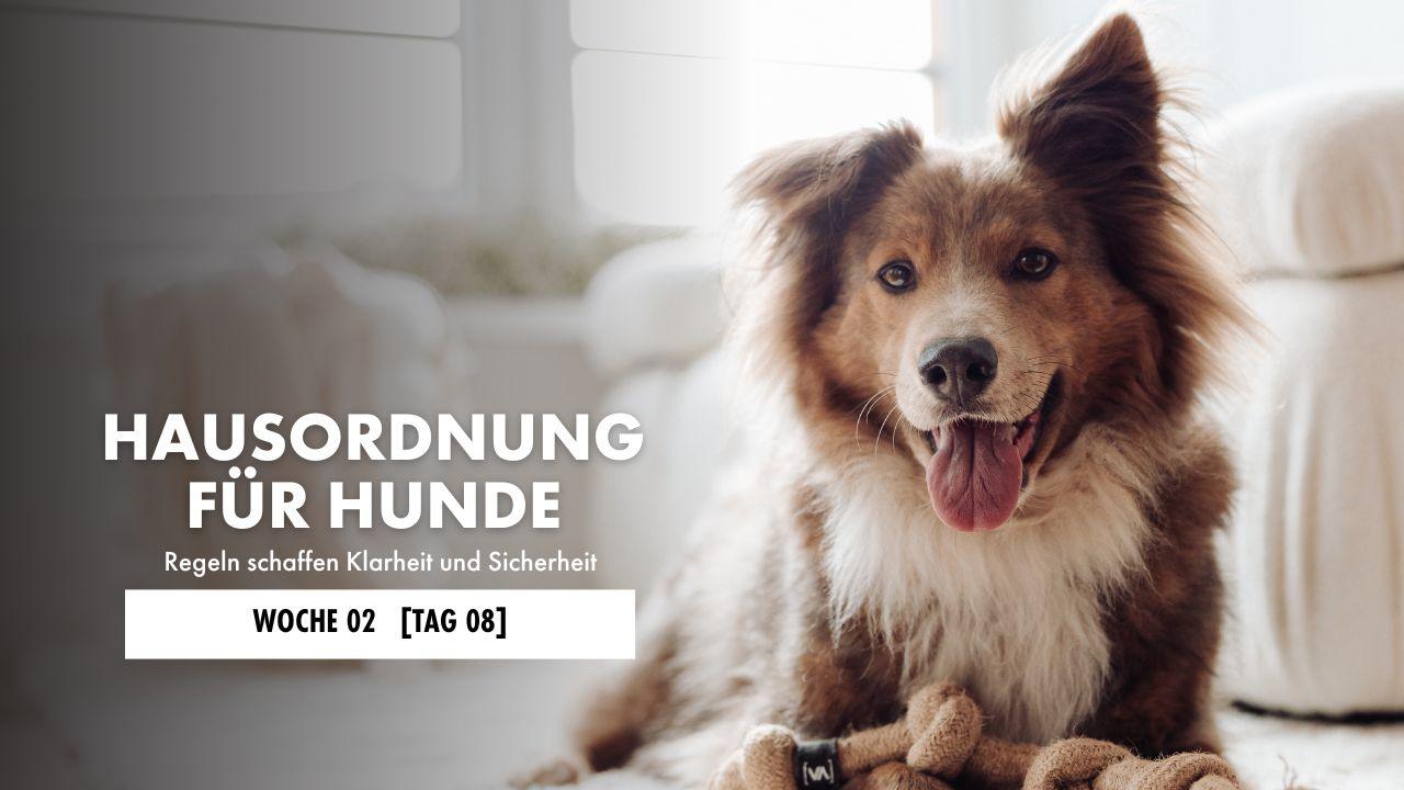 Hund liegt auf der Decke