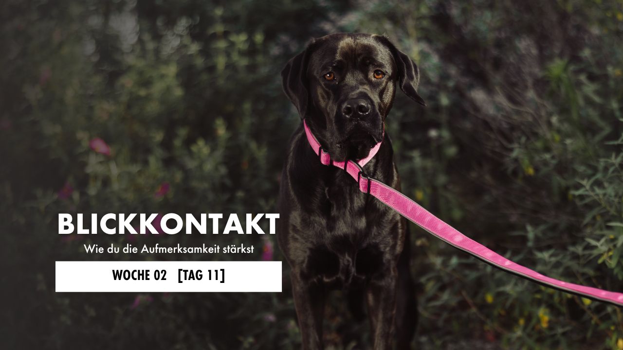 Hund liegt auf der Decke