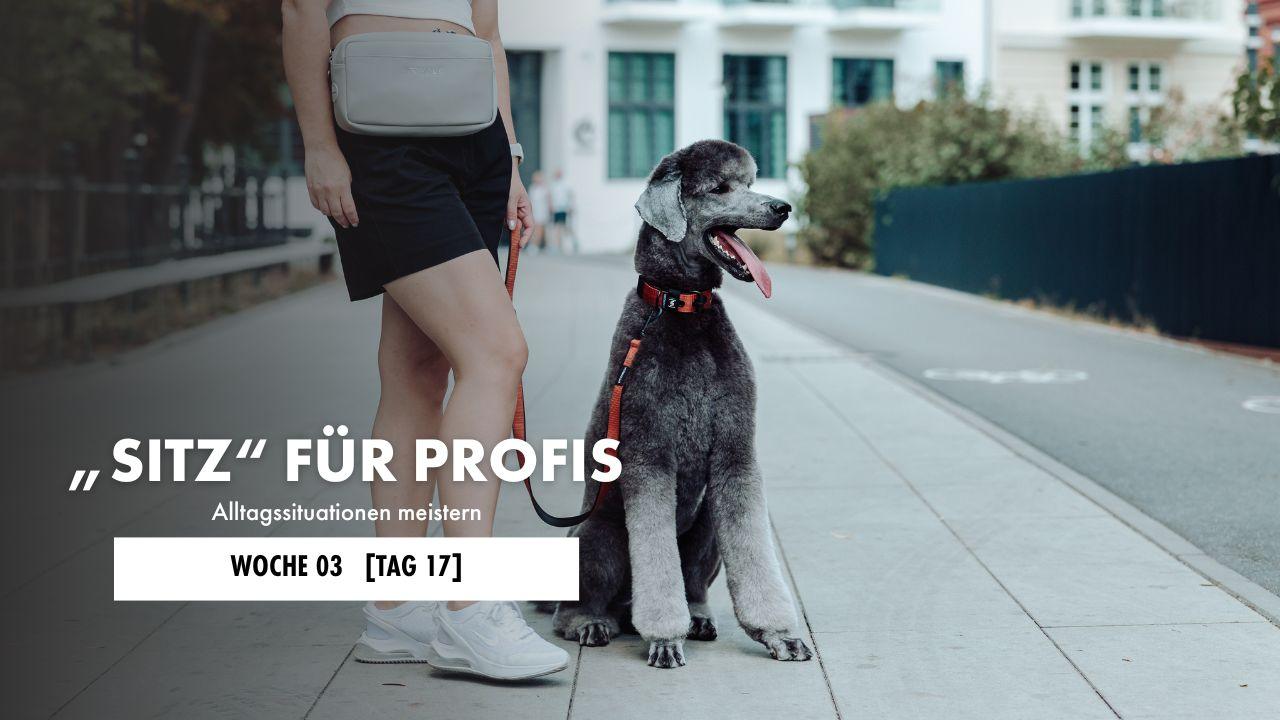 Hund liegt auf der Decke