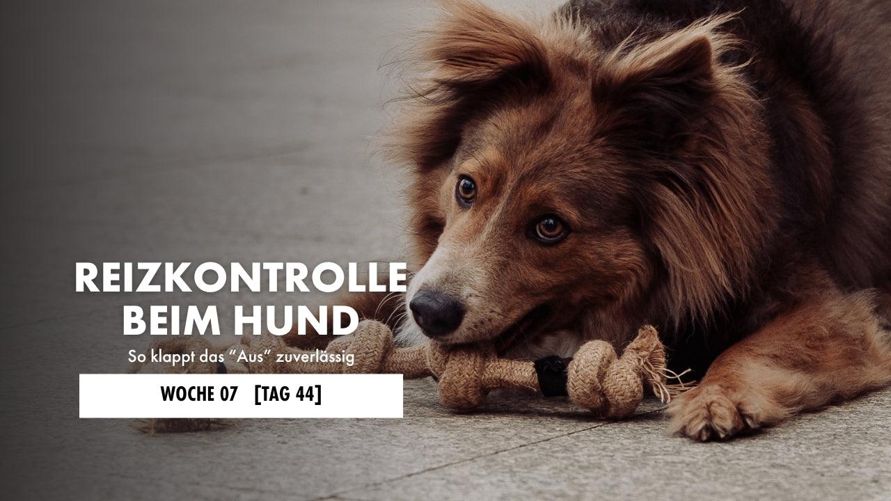 Hund im Playbow mit Zerrspielzeug