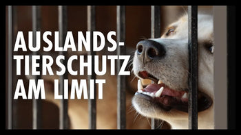 Auslandstierschutz
