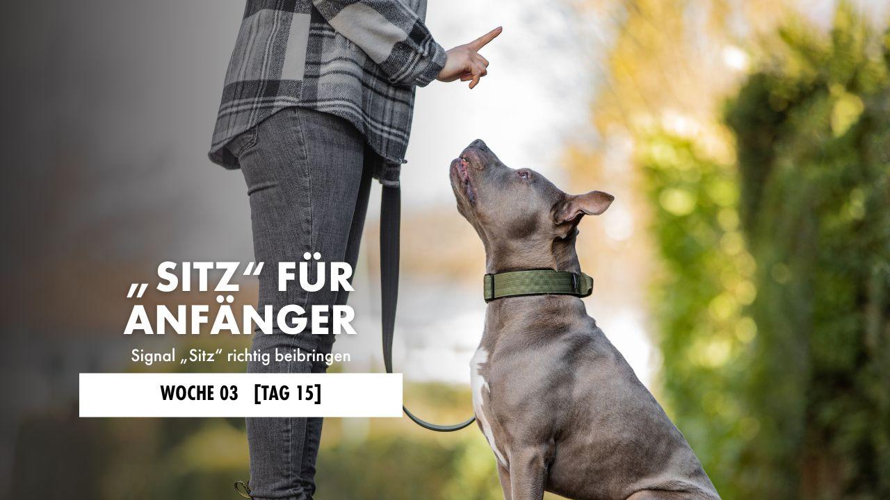 Hund liegt auf der Decke 