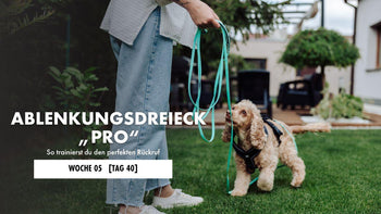 Cockerspaniel an der Schleppleine geht auf seinen Menschen zu