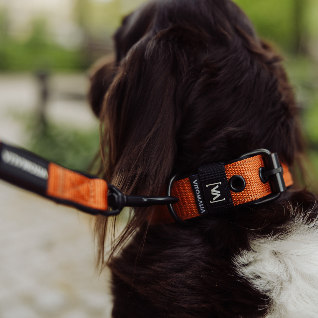 Klassisches Hundehalsband mit abstehender Innenfütterung - Nero Braun - Vitomalia - Hundehalsband Classic Edition