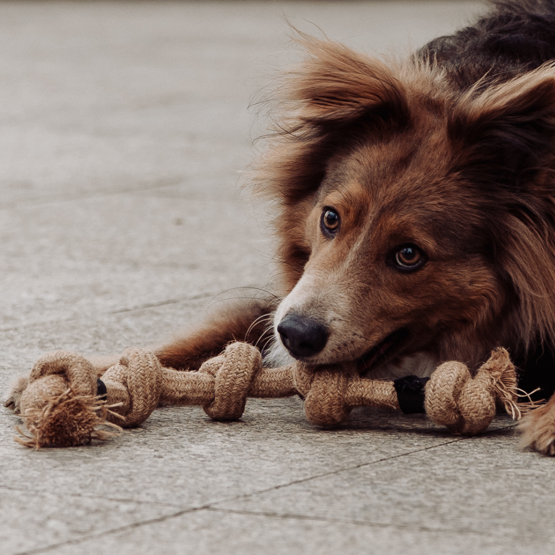 Geflochtenes Mehrknoten-Zerr-Seil für Hunde: 100% Naturhanf, handgeknotet - Eco Tug - Vitomalia - 