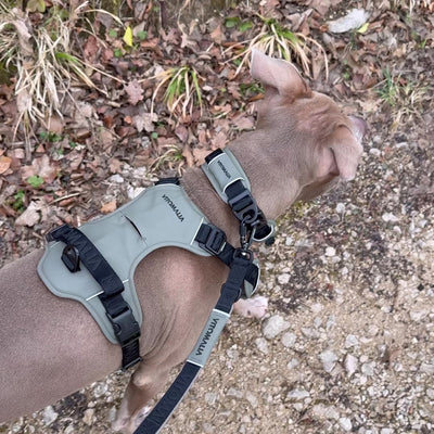 Reflective Dog Collar khaki